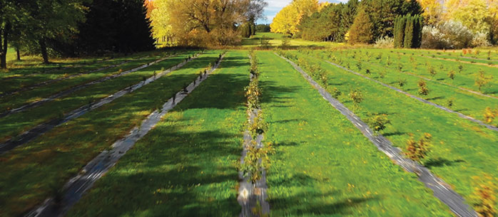 Deux jardins forestiers