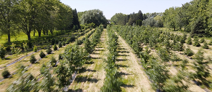 Deux jardins forestiers